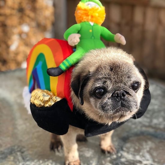 This Pug Rescue Has an Instagram Account That Will Melt You