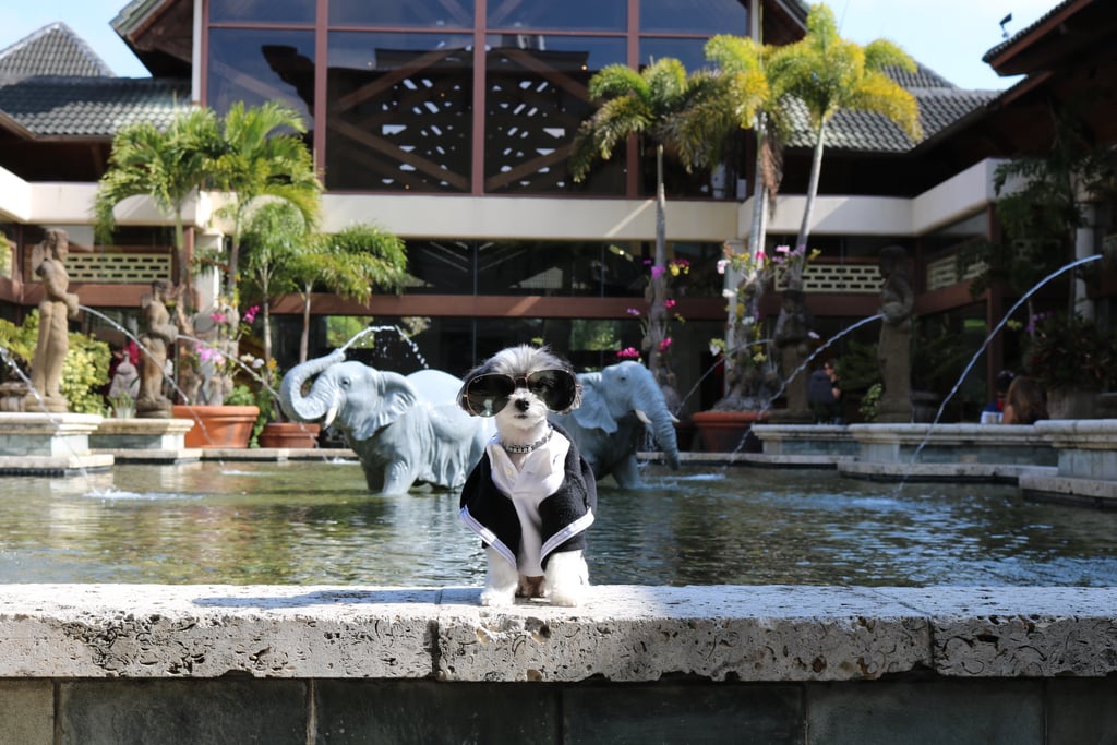 I checked into the pet-friendly Loews Royal Pacific Resort at Universal Orlando. This resort gives you major aloha vibes and also has a fancy Loews Pet Package so I am completely taken care of!