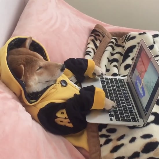 Dog Addicted to Netflix