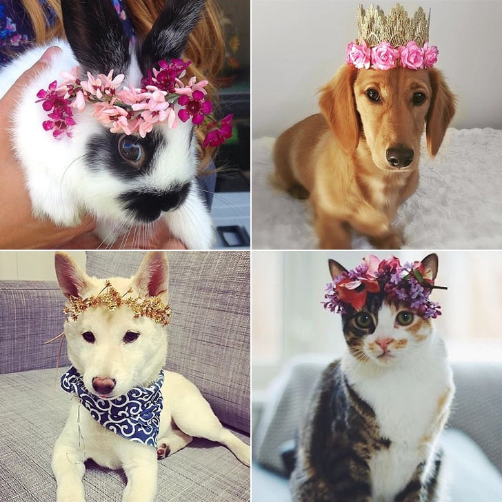 Stylish Instagram Pets POPSUGAR Beauty Australia