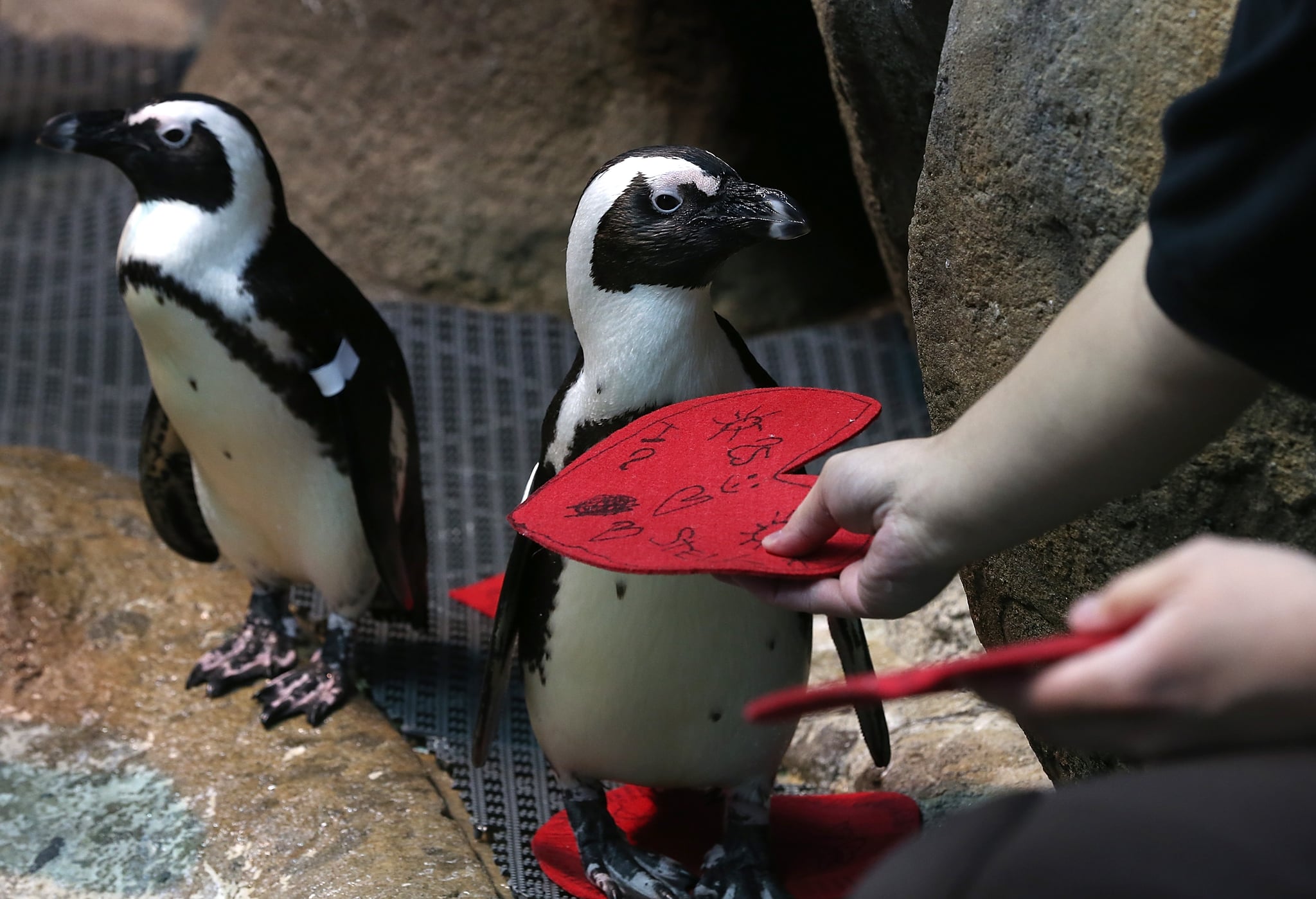 A biologist  gives an African Penguin a Valentine's Day card at the California Academy of Sciences in San Francisco, California.