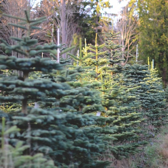 Christmas Tree POPSUGAR Home