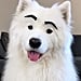Video of a Samoyed Dog With Eyebrows on His Face