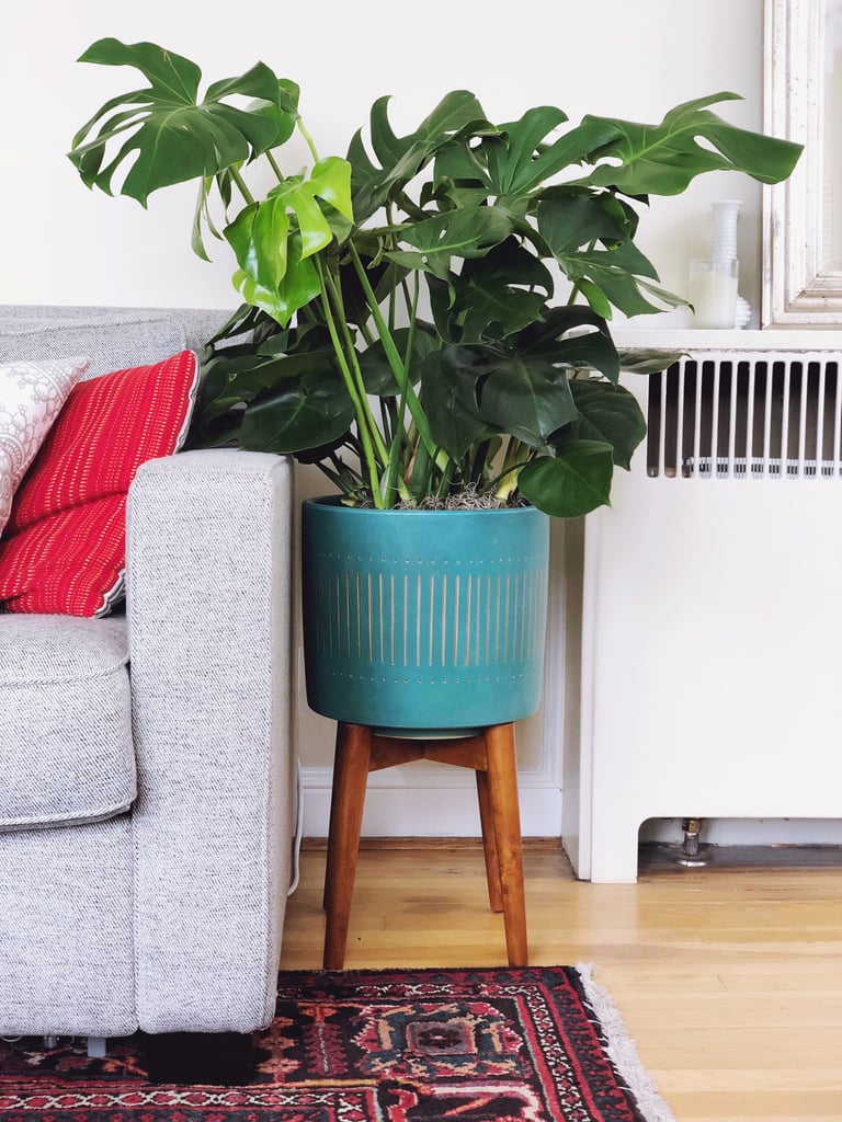 Monstera Plant Decorating Ideas