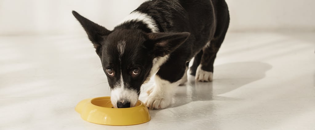 How Many Times a Day Should I Feed My Puppy?
