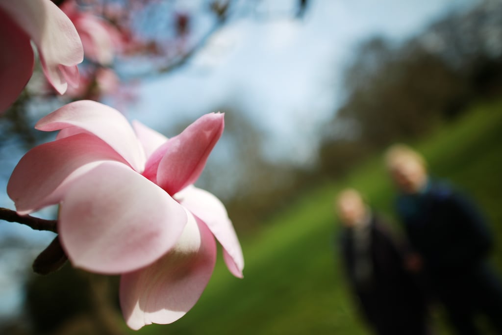 Magnolia trees bloomed in London's Royal Botanical Gardens. First