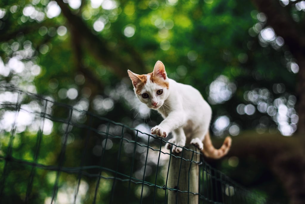 On the fence tightrope.