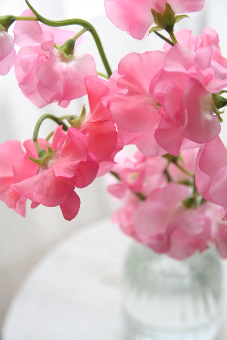 April: Sweat Peas and Daisy
