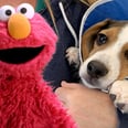 This Video of Elmo Helping a Family Rescue a Dog Is the Human Version of a Belly Rub