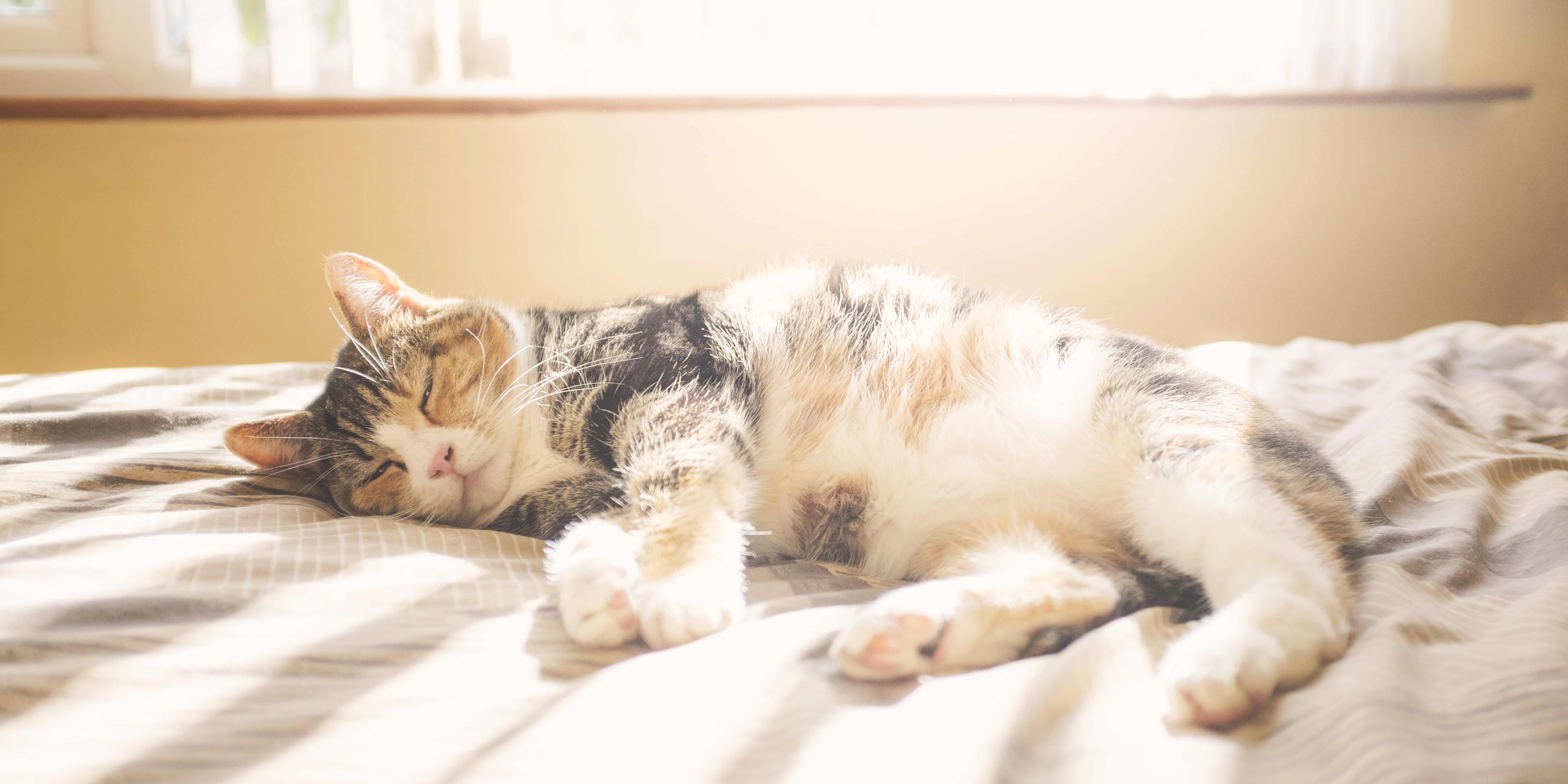 Can Cats Get a Sunburn? | PS Pets