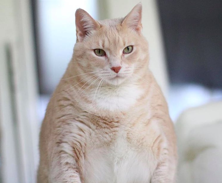 Photos of Bronson the 33-Pound Cat