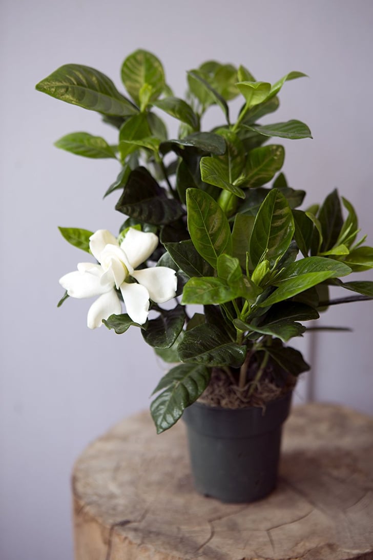 KaBloom Gardenia Bonsai Tree Plants on Amazon POPSUGAR Family Photo 8