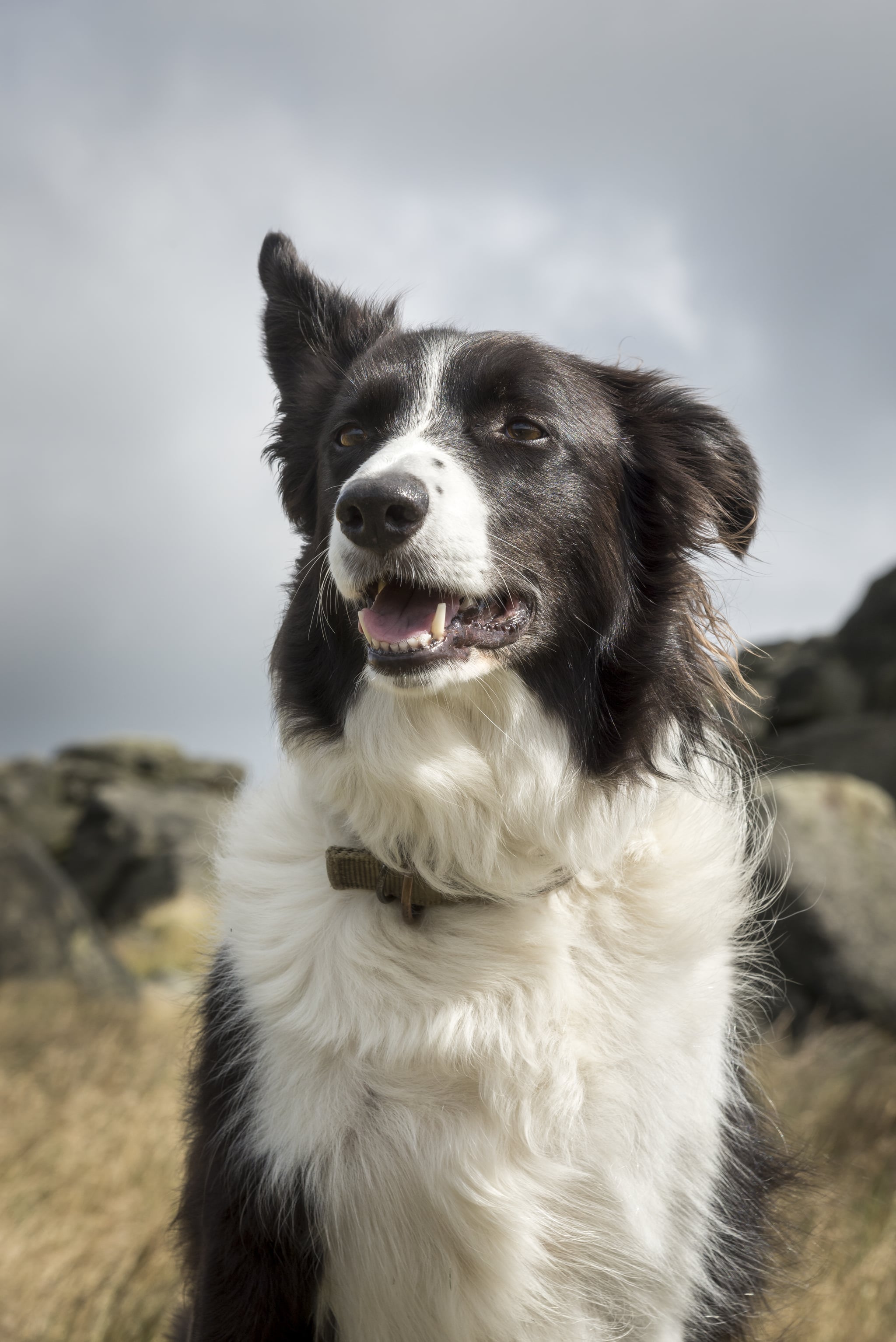 Cute Pictures of Border Collies 