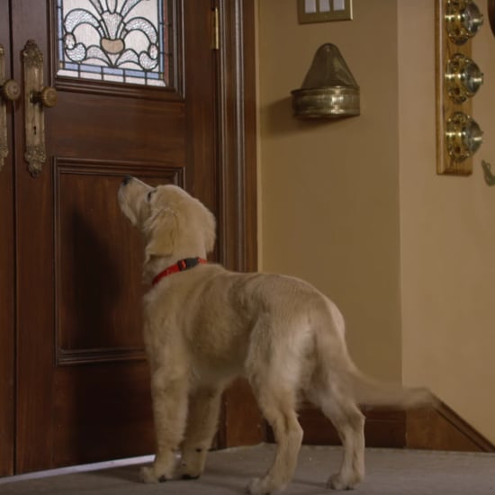 Comet the Dog in Fuller House