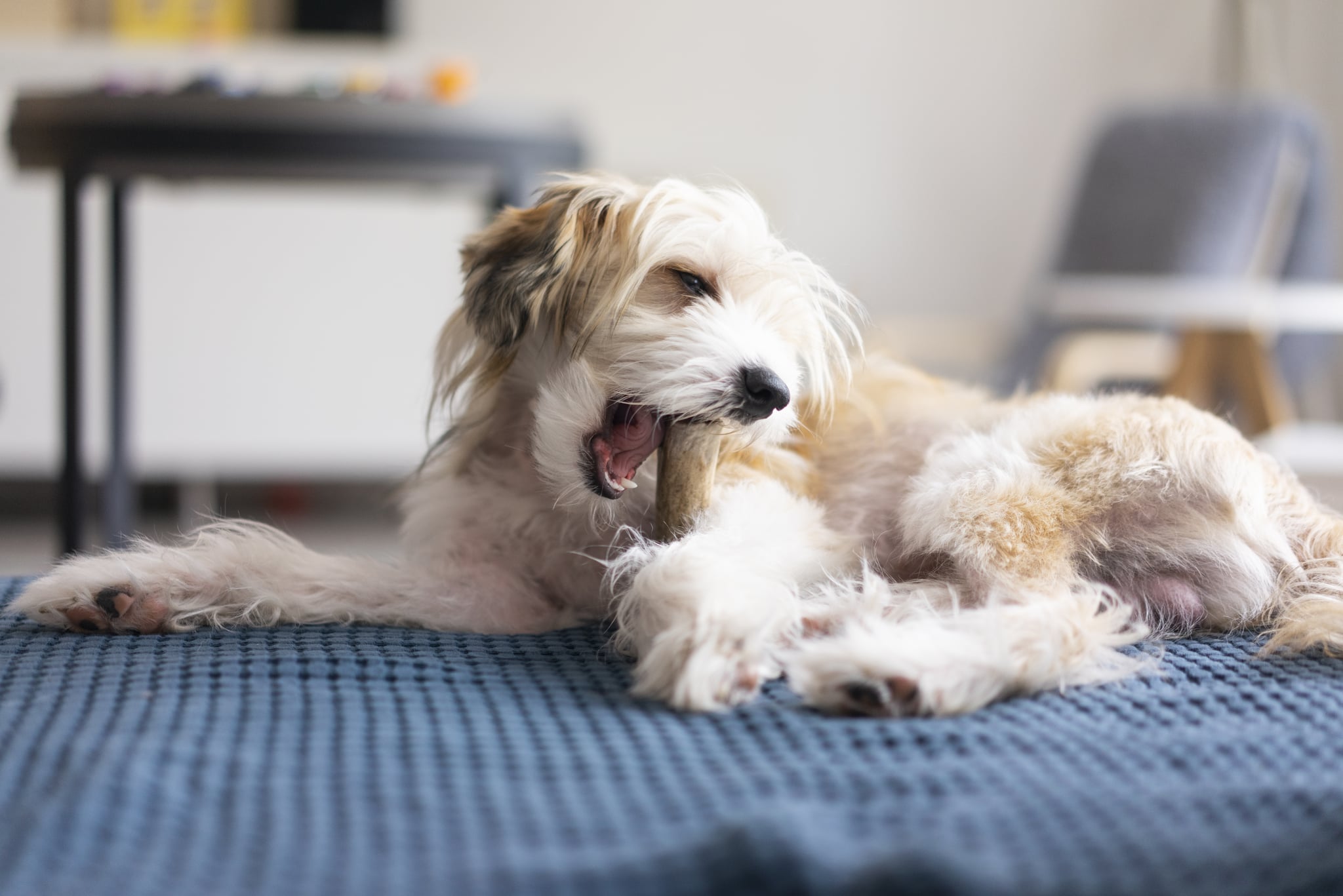 is a cow shoulder bone safe for my dog