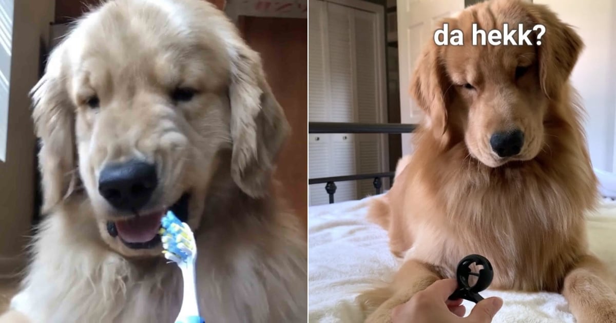 Funny Videos of Golden Retrievers POPSUGAR Family