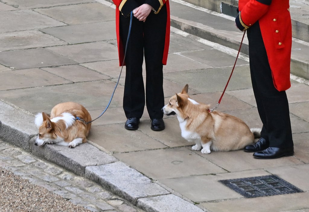 Queen Elizabeth II's Corgis Attend Her Funeral