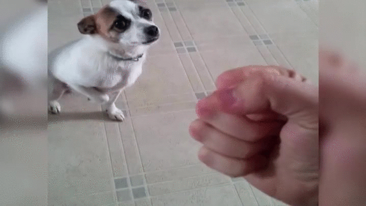 Cute Dog GIFs
