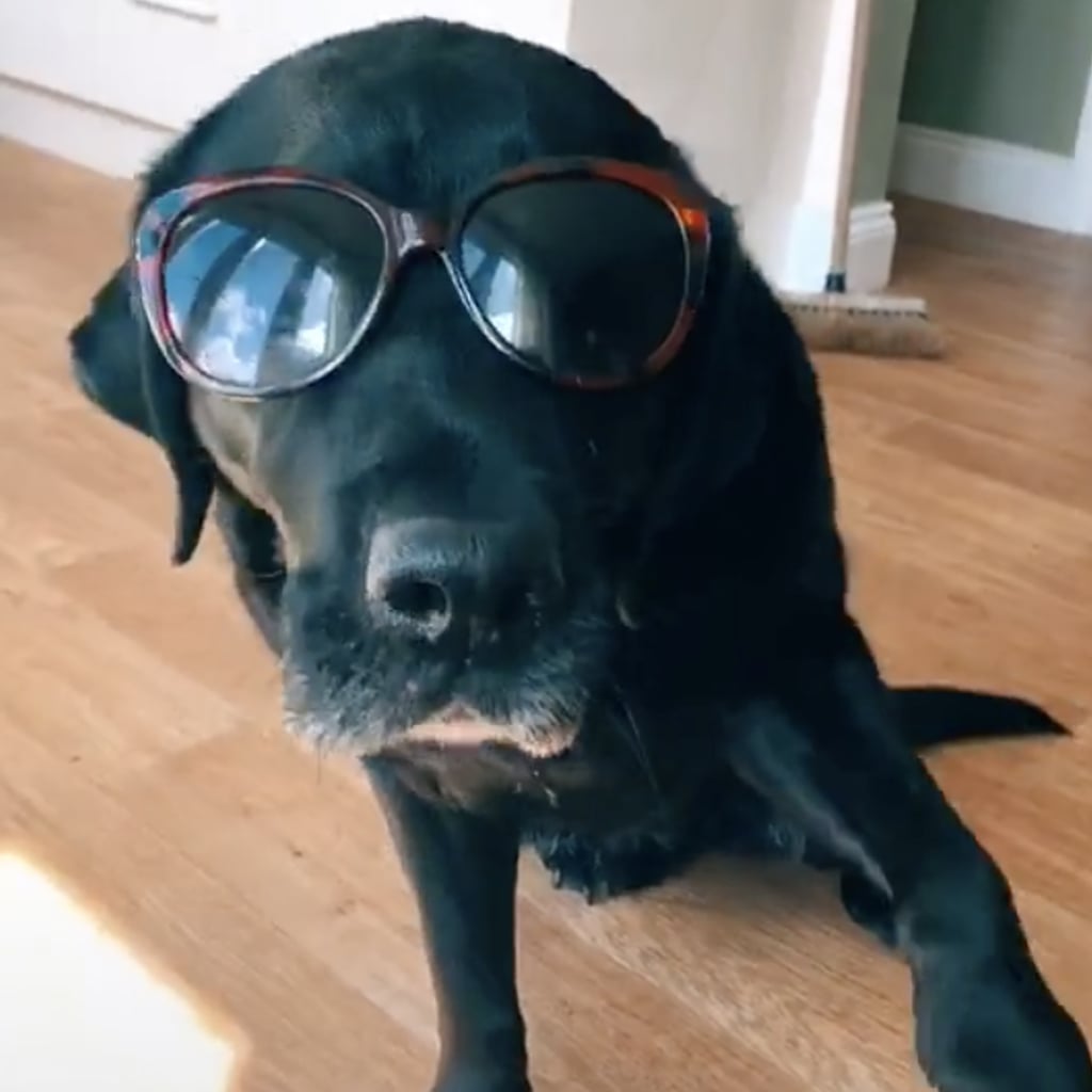 Videos of Dogs in Sunglasses Dancing to