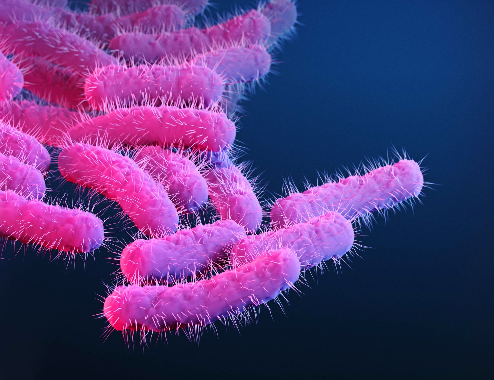 Illustration of Shigella sp. bacteria. These rod shaped of bacteria have hair-like flagella that are used for motility. Shigella infection in humans can cause diarrhoea and dysentery due to the invasion of the epithelial lining of the colon and toxin release, which results in inflammation of the gut. The condition is known as Shigellosis and exposure to the bacteria is commonly through contaminated food, water or hands.