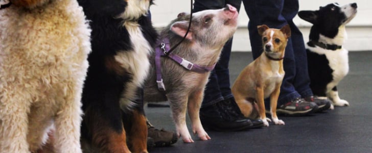 Amy the Pig Performs in Seattle Dog Show Video