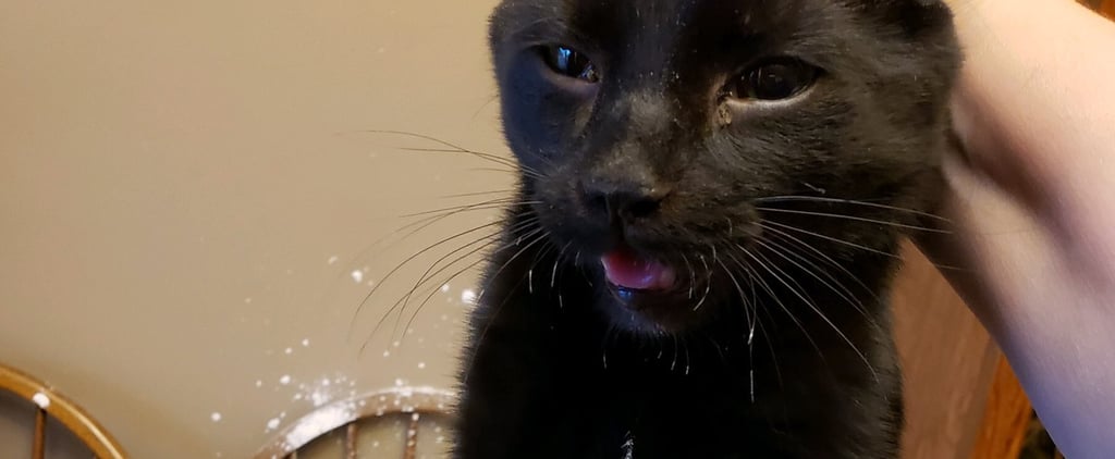 Cat Ruins Mom's Elf on the Shelf Making Flour Snow Angels