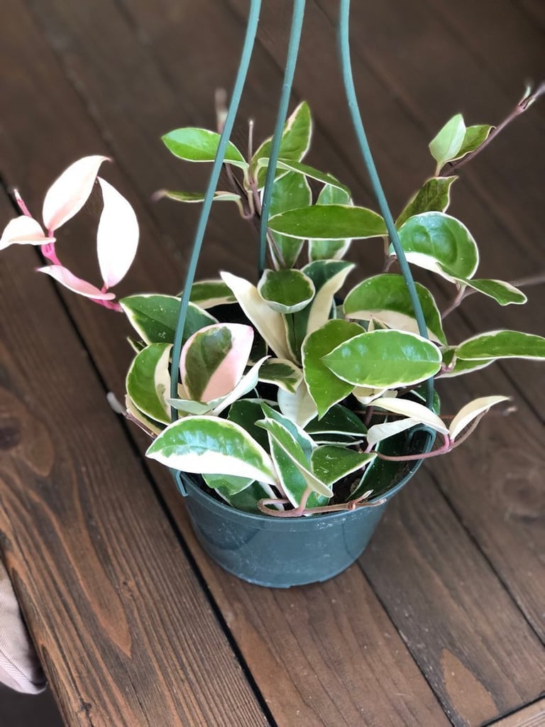 Hoya Carnosa Tricolour