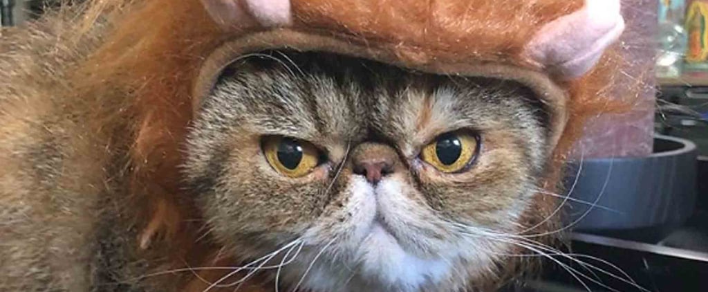 Halloween Costumes For Cats and Kittens