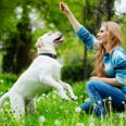 Hands-On Training: 5 Signals to Teach Your Dog