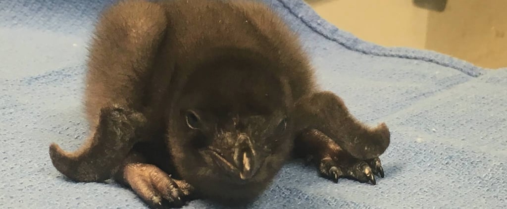 Newborn Penguin Named in Honor of David Bowie