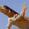 The Internet Relates to This Sassy, Dancing Lizard on a Deep, Spiritual Level