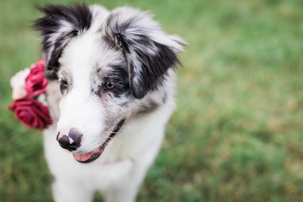 Dogs in Weddings