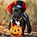 From Pumpkins to Pirates, Shop the 22 Cutest Pet Halloween Costumes at Petco
