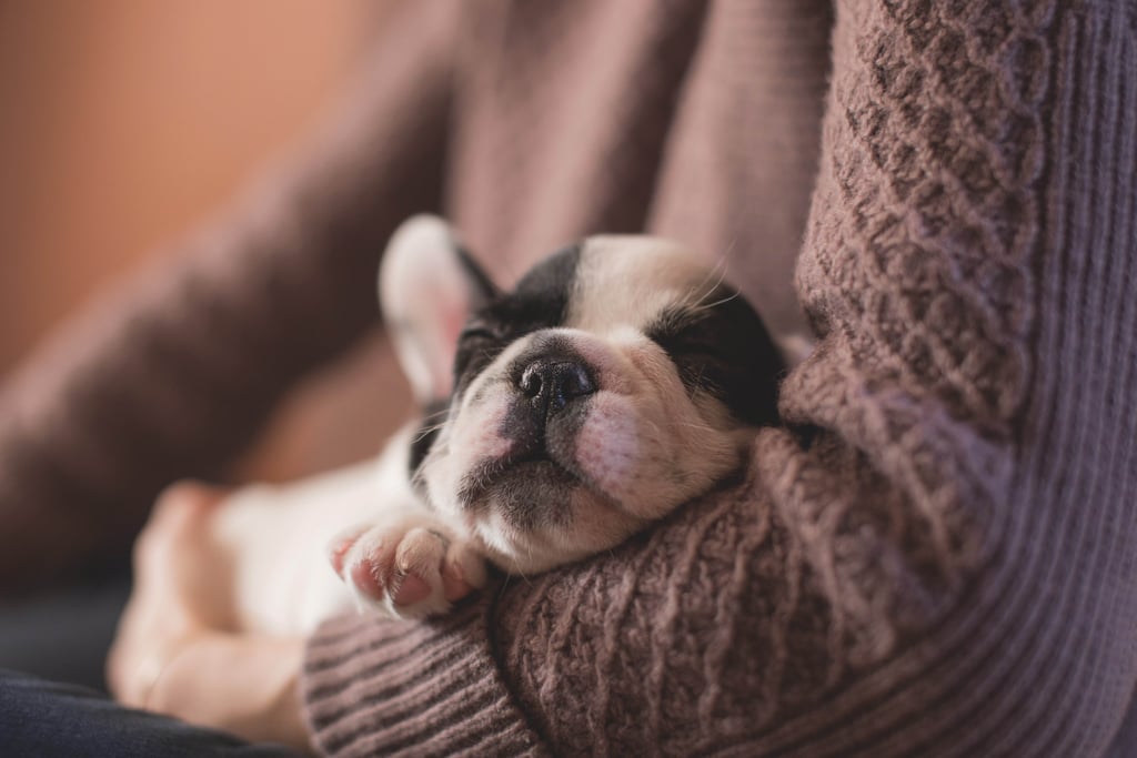 Having a Puppy Is Not Like Having a Baby