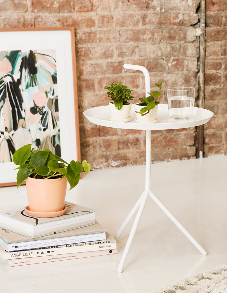 Best Indoor Plants For Dorms POPSUGAR Home