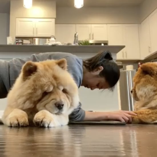 Watch These Chow Chows Help Their Owner Work Out
