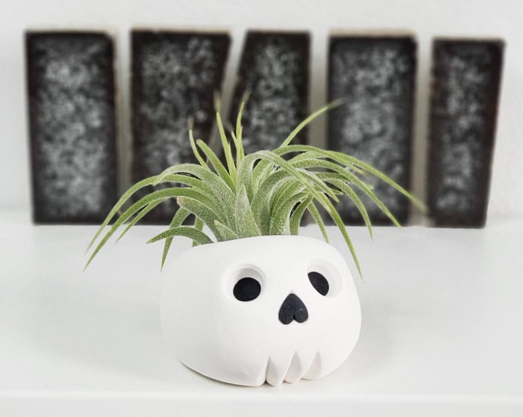 Skull Air Plant Holder