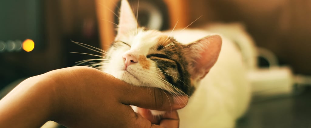 Vaccine That Keeps People From Being Allergic to Cats