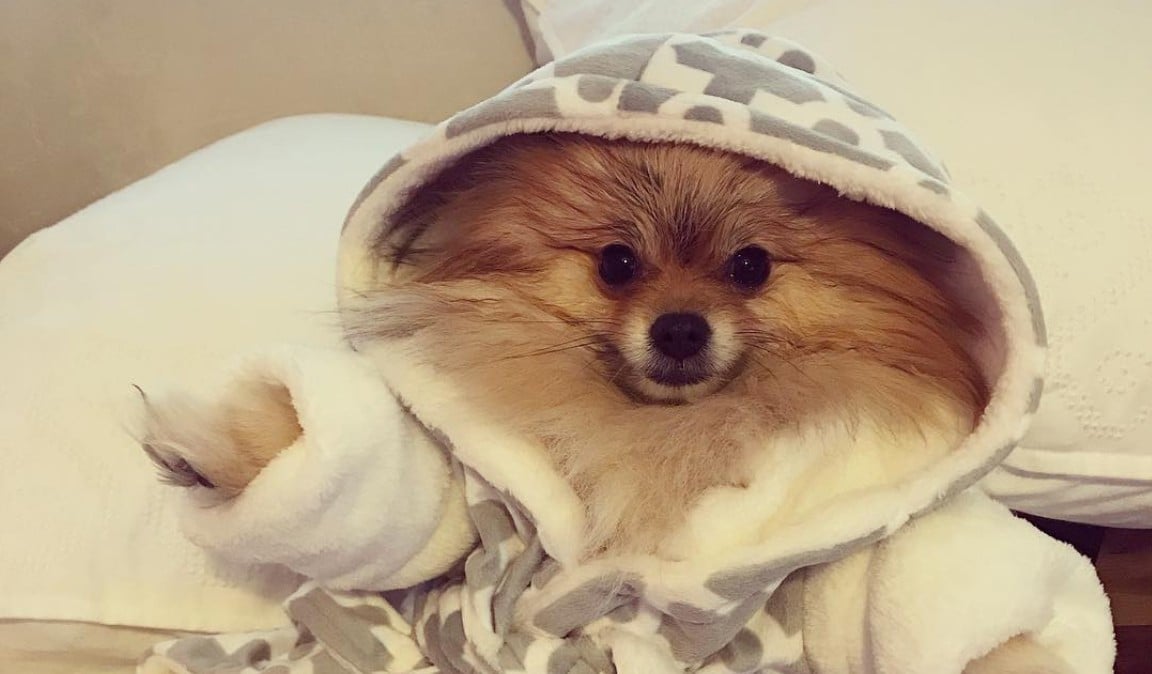 Cute Photos of Dogs Wearing Robes | PS Family
