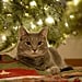 Why Does My Cat Like to Lay Under the Christmas Tree?