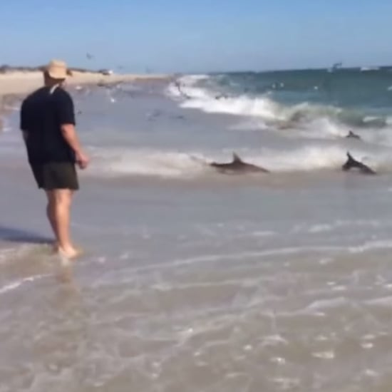 Shark Feeding Frenzy in North Carolina | Video