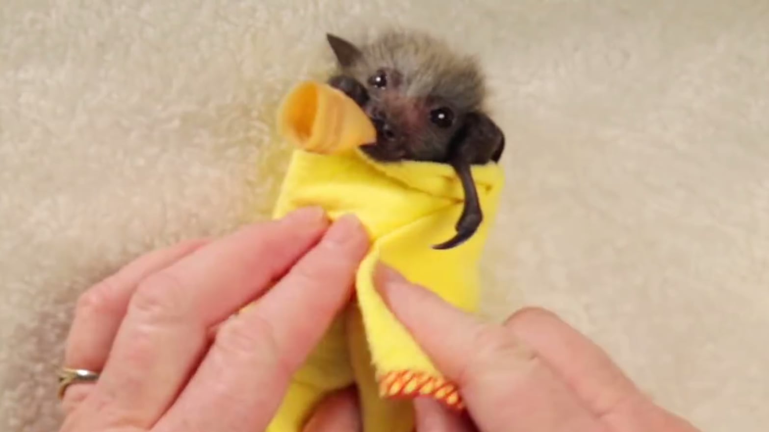Baby bat best sale blanket