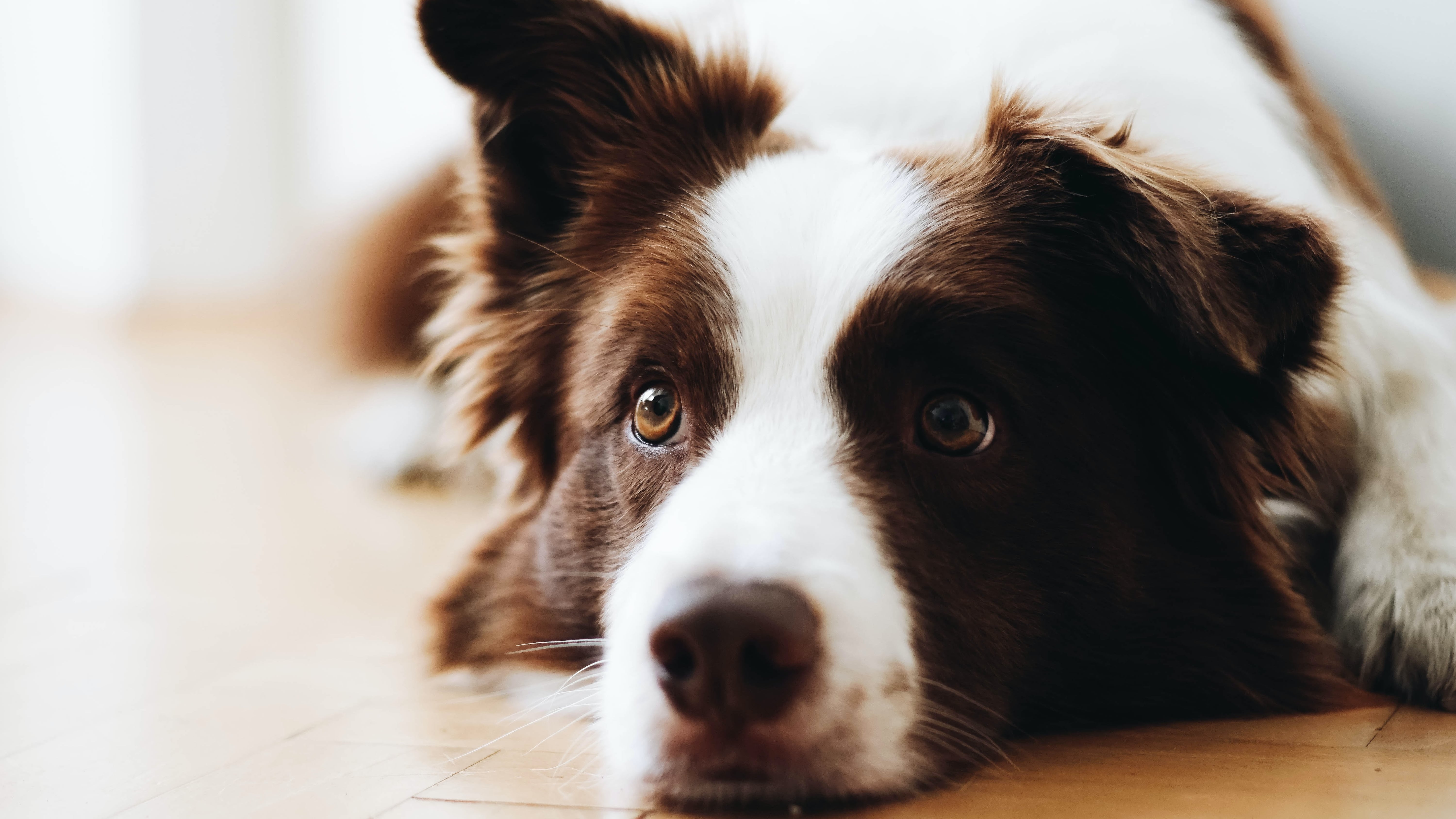 Why Does My Dog Shake So Much? POPSUGAR Pets