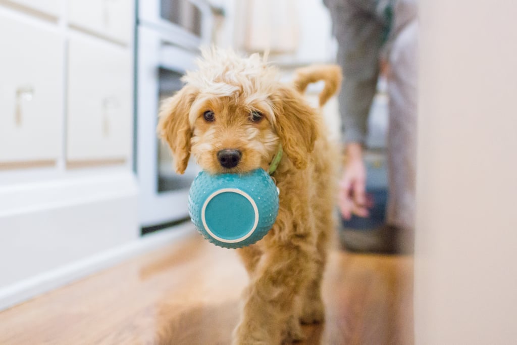 Cute Pictures of Goldendoodles