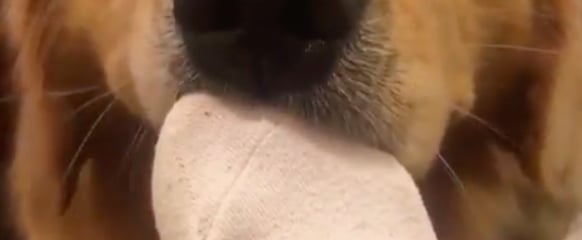 Video of Golden Retriever Stealing a Sock Off a Person
