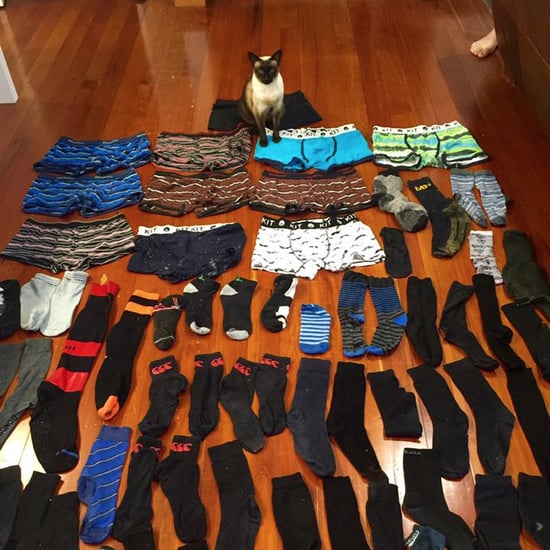 Cat Steals Underwear