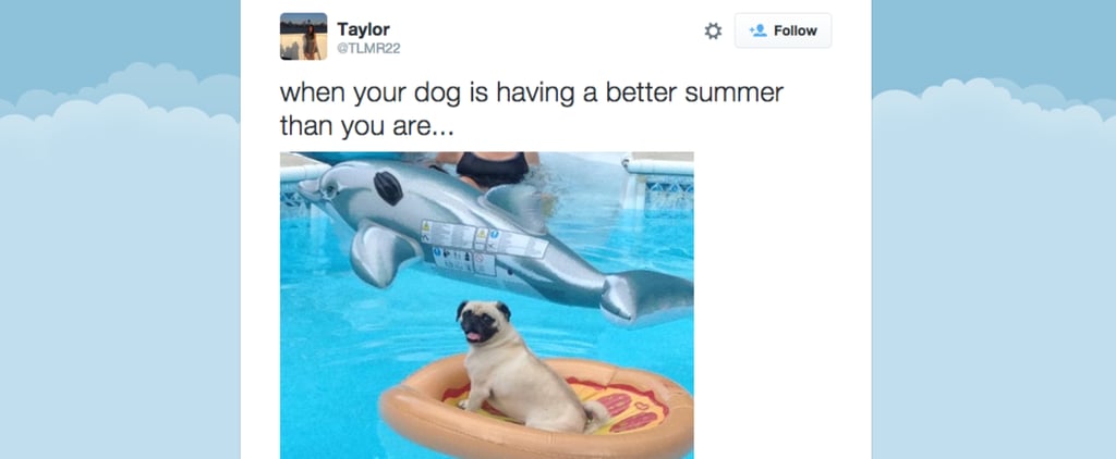 Dogs Having Fun in Summer | Tweets