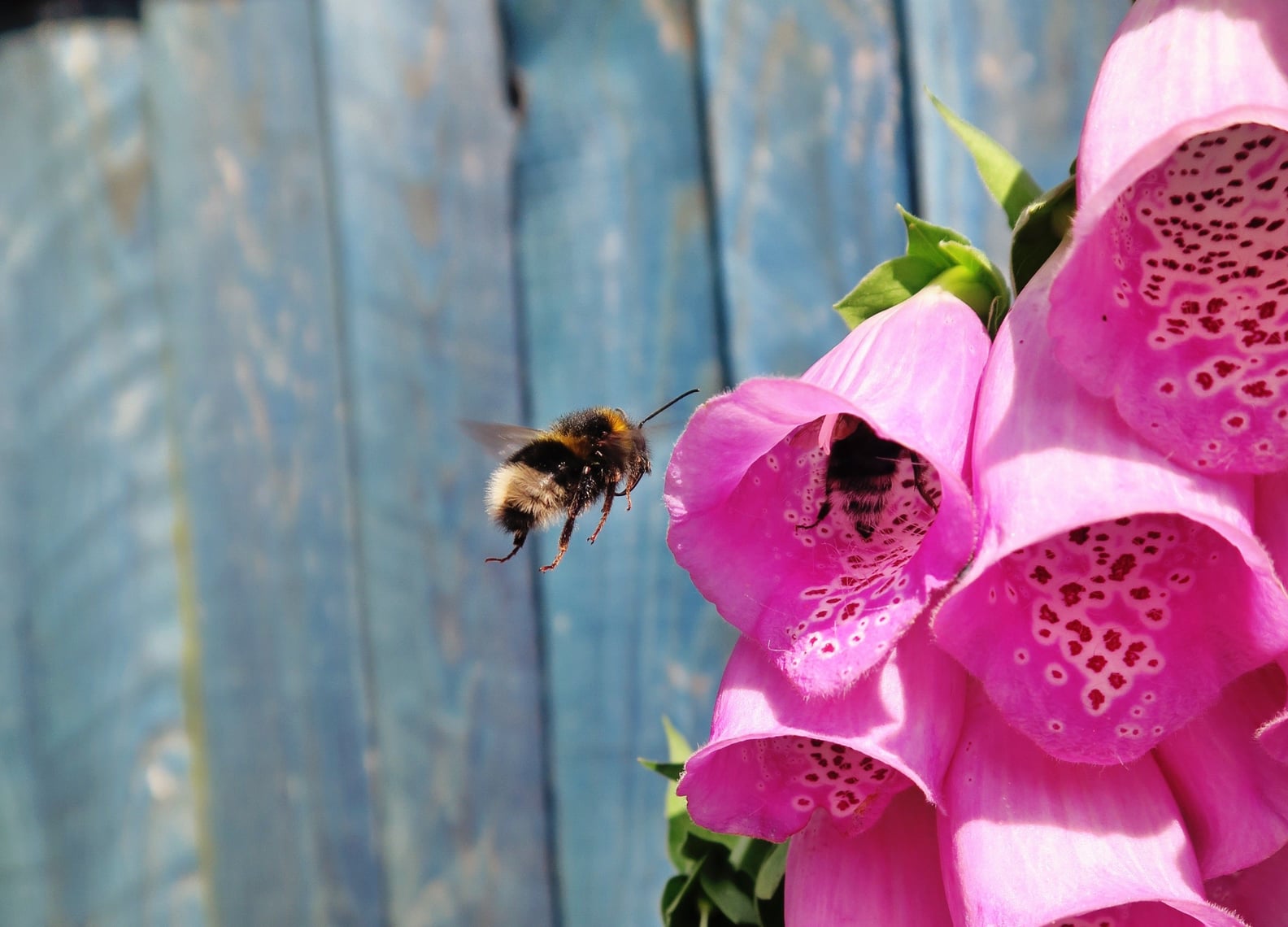 How to Keep Bees Away From Your House POPSUGAR Family