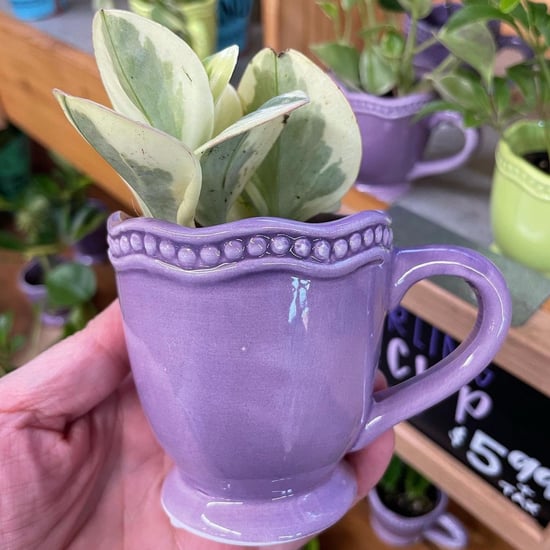 Trader Joe's Is Selling Twirling Teacup Plants!