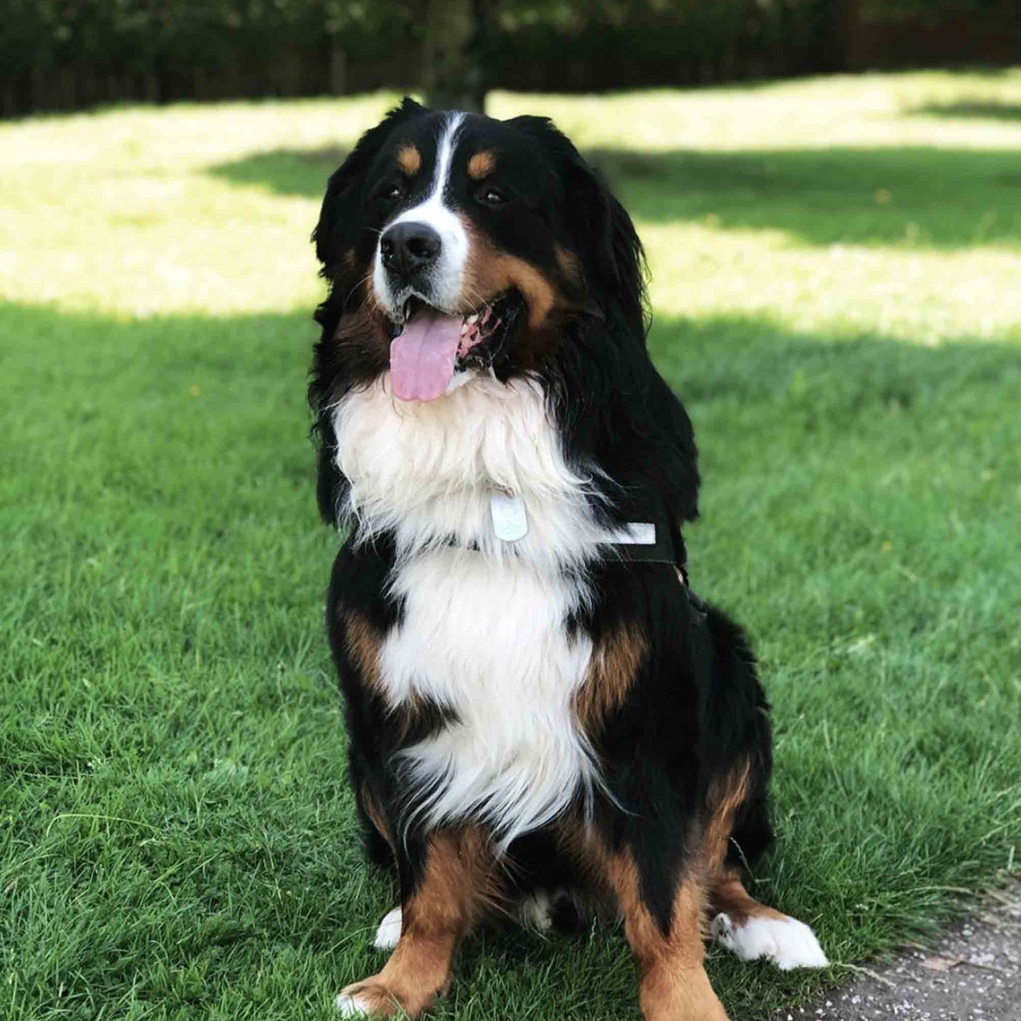 bernese dog